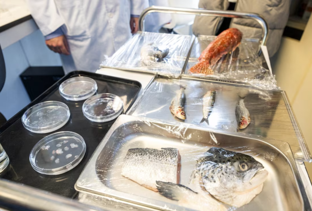 ilmuwan-spanyol-ciptakan-kornea-buatan-dari-sisik-ikan,-lebih-murah!