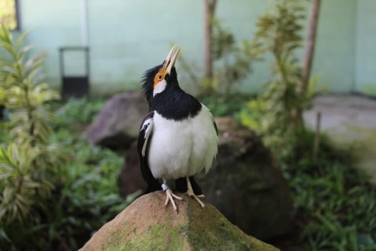 upaya-menyelamatkan-burung-kicau-dari-kepunahan