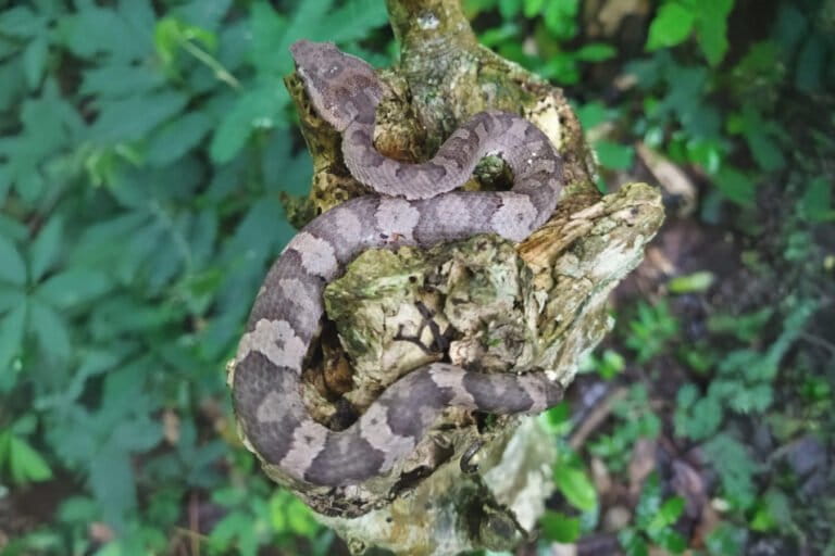 ular-beludak,-penjaga-ekosistem-gunung-muria
