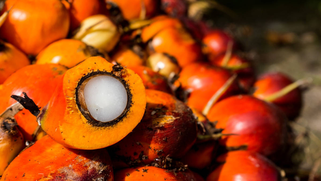 kelapa-sawit:-penopang-ekonomi-indonesia-di-tengah-gangguan-perdagangan-global