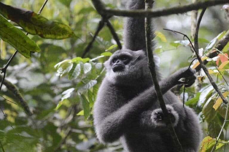 menjaga-hutan,-melindungi-owa-jawa-di-gunung-halimun-salak