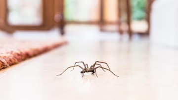 ini-alasan-laba-laba-di-rumah-sebaiknya-dibiarkan-hidup-menurut-entomolog