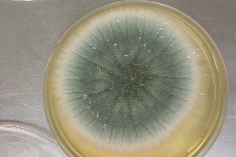 jamur-invasif-yang-menginfeksi-organ-tubuh-menyebar-cepat-seiring-suhu-bumi-yang-memanas