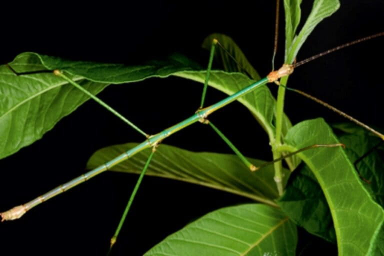 spesies-baru,-serangga-ranting-endemik-pulau-sumba