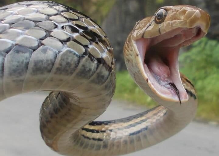 ular-lanang-sapi:-mengapa-predator-ini-memakai-nama-hewan-ternak?