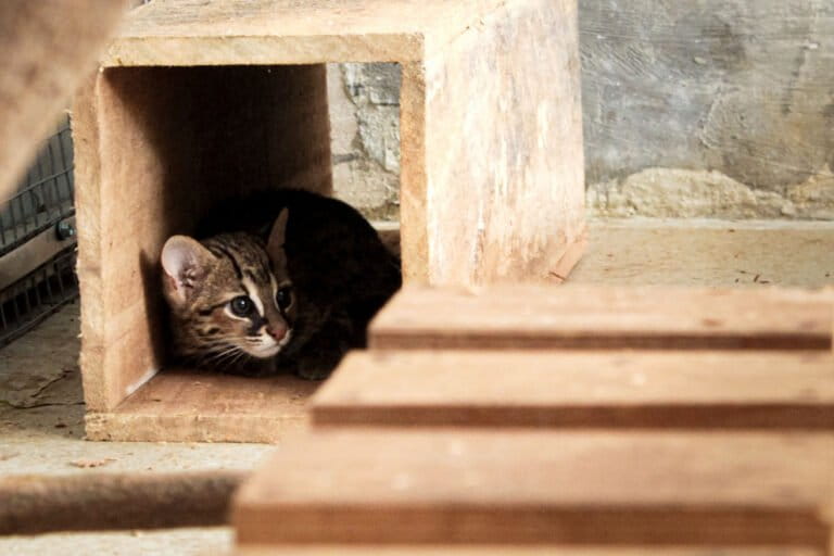 kisah-santi,-anak-kucing-kuwuk-yang-dilepasliarkan-di-hutan-bali