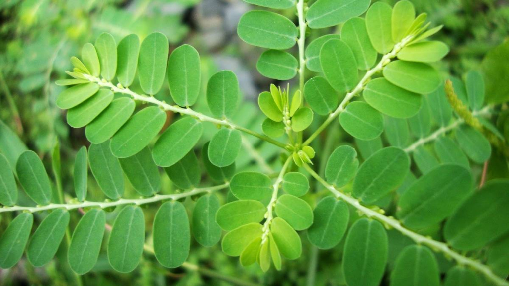 meniran,-tanaman-liar-tropis-dengan-sejuta-manfaat