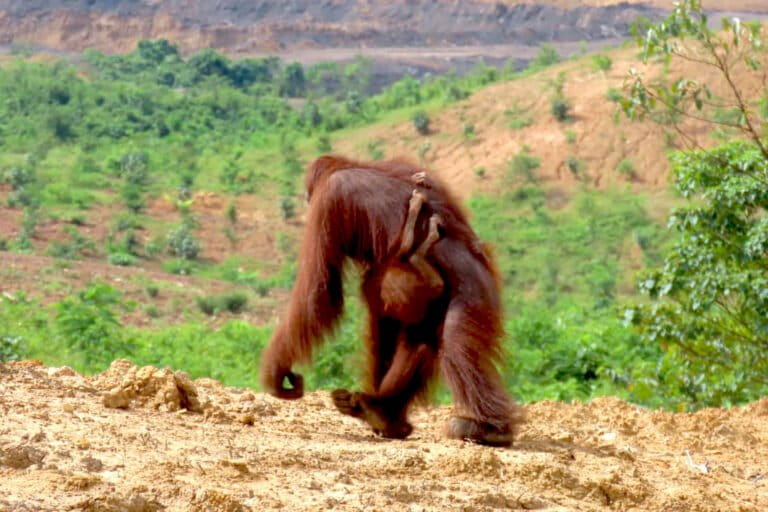 kisah-haru-orangutan-dan-bayi-kembarnya-di-habitat-rusak-kalimantan-timur