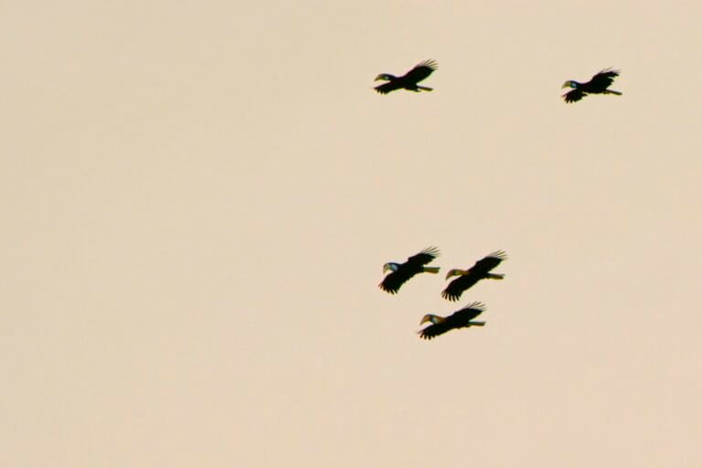 mencari-jejak-‘petani-hutan’-di-hutan-papua