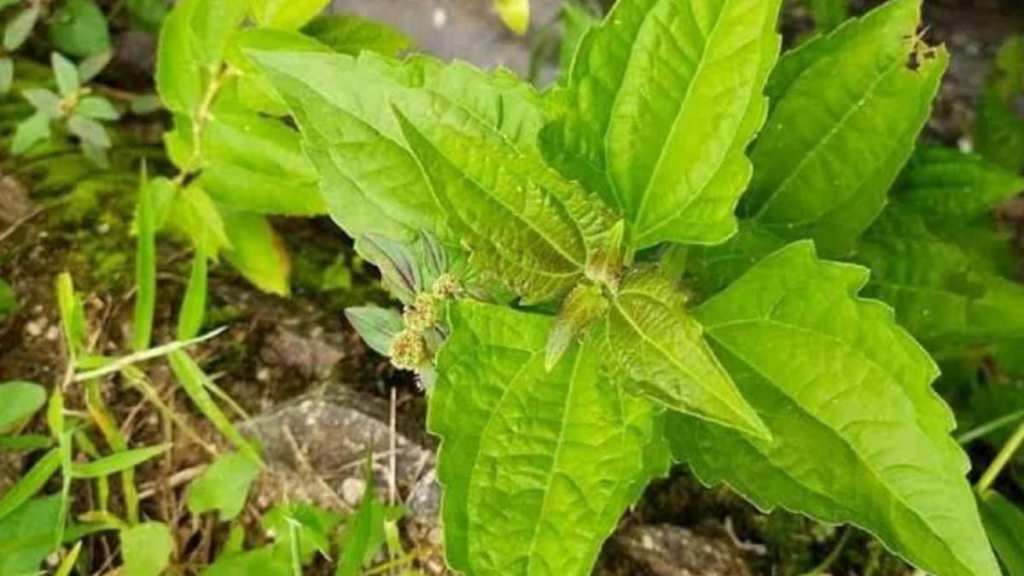 tanaman-liar-balakacida-mau-dibikin-jadi-material-baterai-masa-depan