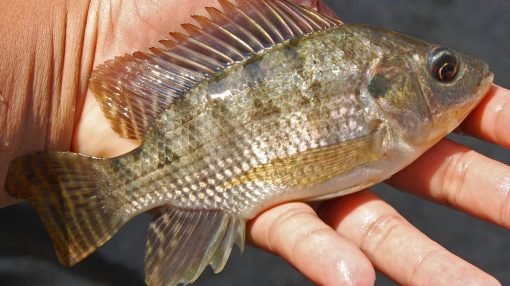 lauk-bukan-sembarang-lauk!-nila-dan-lele-jadi-jagoan-penggerak-ekonomi-budidaya