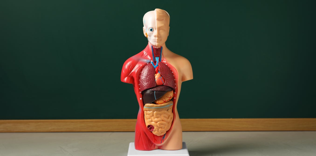 new-discoveries-are-showing-how-human-anatomy-is-far-from-settled