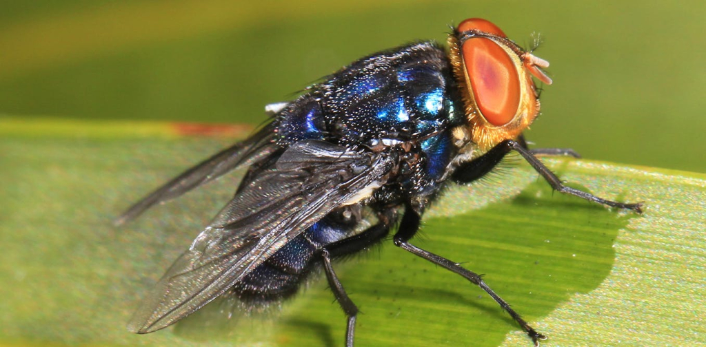 a-flesh-eating-fly-is-advancing-towards-the-us-border-–-can-it-be-stopped?