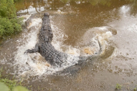 jejak-buaya-muara-dan-habitat-yang-terkikis