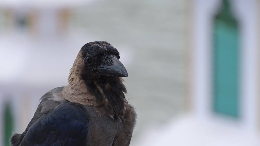 kisah-burung-gagak-berbulu-merak,-cerita-rakyat-dari-yogyakarta