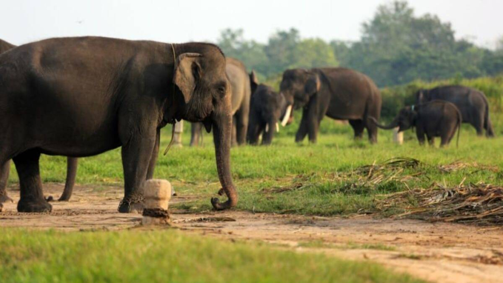 pagar-sepanjang-138-km-di-tn-way-kambas-mulai-dibangun,-atasi-konflik-manusia-gajah