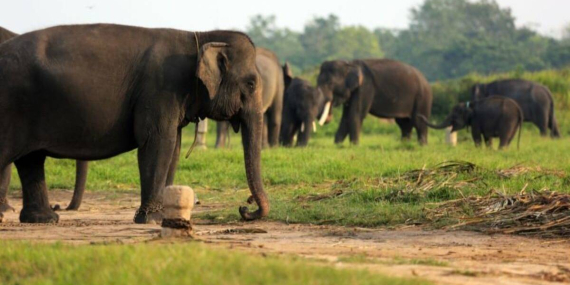 pagar-sepanjang-138-km-di-tn-way-kambas-mulai-dibangun,-atasi-konflik-manusia-gajah