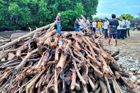 kala-hutan-mangrove-maumere-kian-terbabat-untuk-tambak