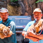 kematian-huru-dan-hara,-anak-harimau-benggala-di-tengah-huru-hara-bandung-zoo