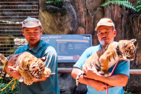 kematian-huru-dan-hara,-anak-harimau-benggala-di-tengah-huru-hara-bandung-zoo