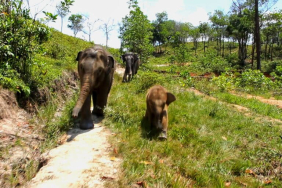 desak-usut-tuntas-kematian-gajah-di-kebun-binatang-r-zoo