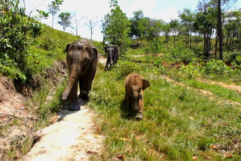 desak-usut-tuntas-kematian-gajah-di-kebun-binatang-r-zoo