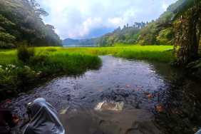 mitos-ikan-yang-menjaga-kelestarian-telaga-ranjeng