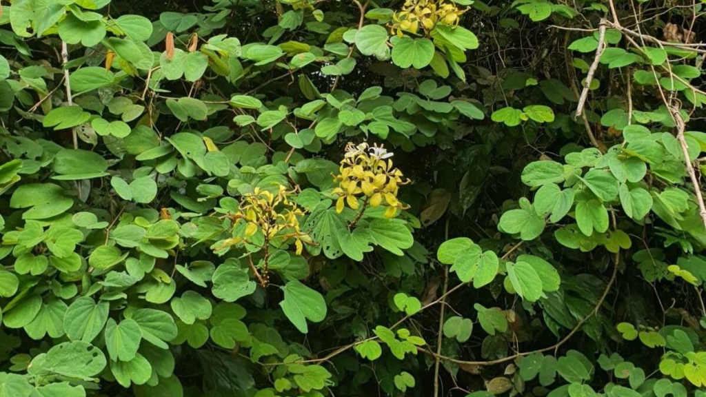 kangkang-katup,-tanaman-lokal-indonesia-ini-ternyata-berkhasiat-untuk-diabetes