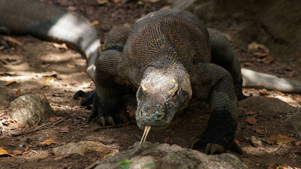 indonesia-akan-tempatkan-komodo-di-jepang-untuk-pengembangbiakan