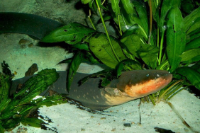 belut-listrik,-spesies-ikan-yang-mampu-menundukkan-buaya-seketika