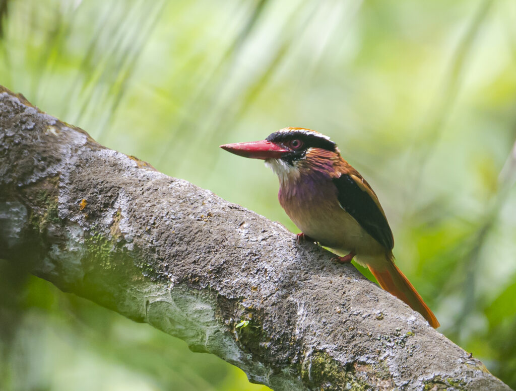 status-burung-indonesia,-159-spesies-terancam-punah