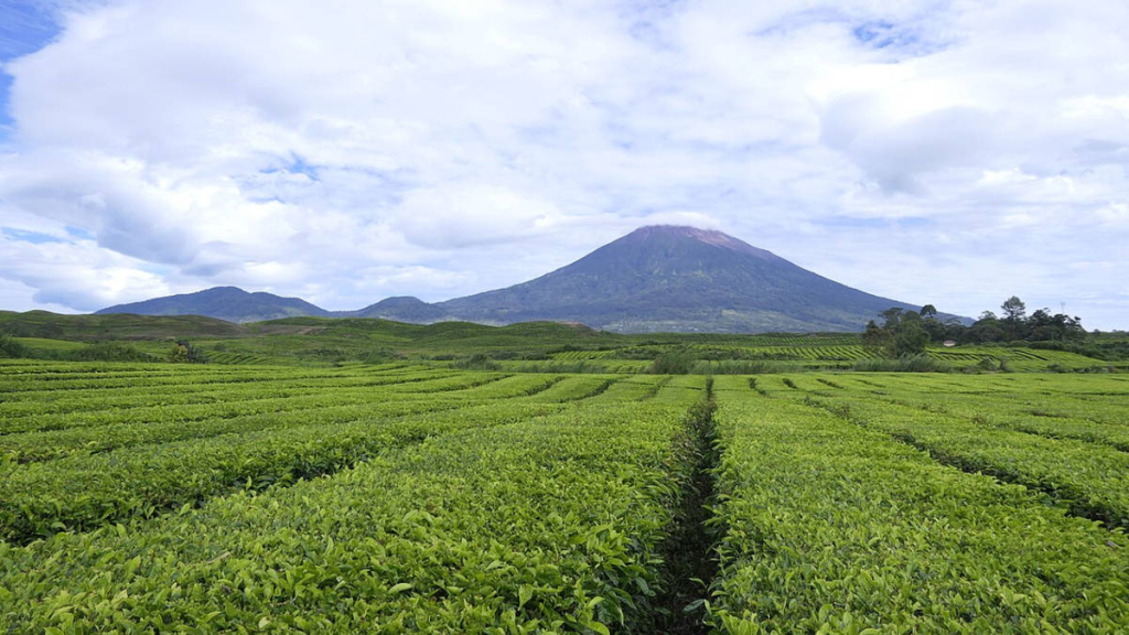 air-sebuk-kawo,-minuman-tradisional-kopi-khas-dari-kerinci-jambi
