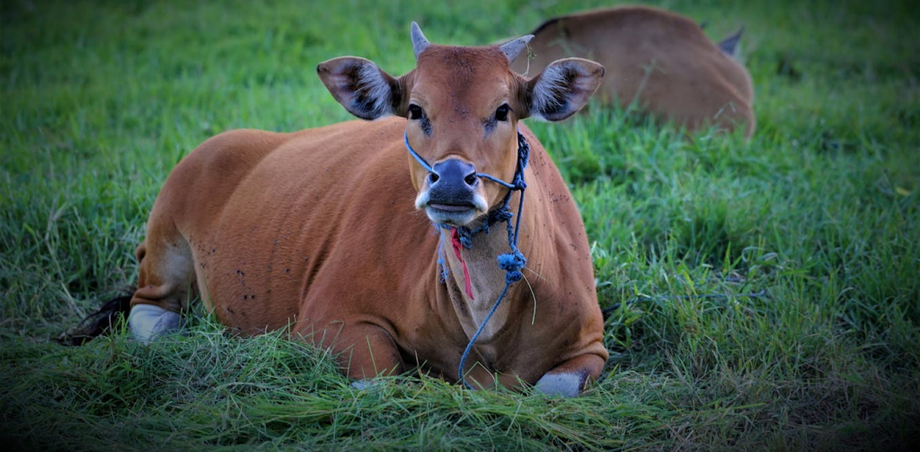 punya-kemiripan-gen,-apakah-sapi-bali-bisa-membantu-menyelamatkan-banteng-yang-terancam-punah?