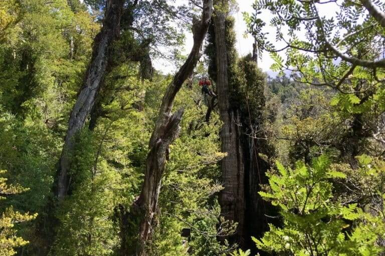 pohon-tertua-di-dunia-berusia-lebih-dari-5.000-tahun-ini-terancam-kehausan-di-habitatnya-sendiri