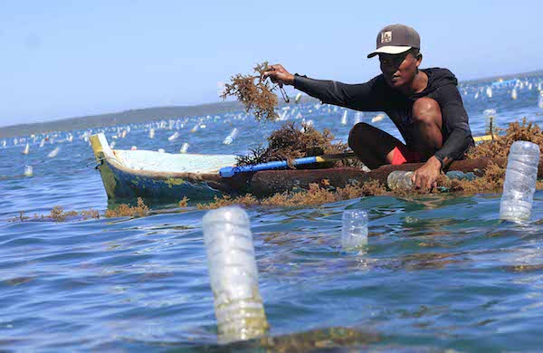 rumput-laut-dan-asa-baru-nelayan-kendal