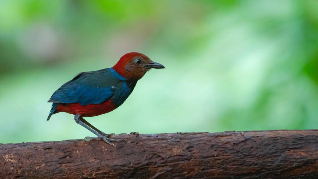 kekayaan-burung-indonesia-2026:-538-spesies-endemis,-tersebar-dari-sulawesi-hingga-kalimantan