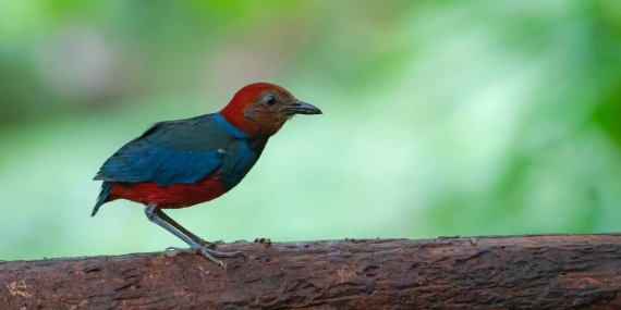 kekayaan-burung-indonesia-2026:-538-spesies-endemis,-tersebar-dari-sulawesi-hingga-kalimantan