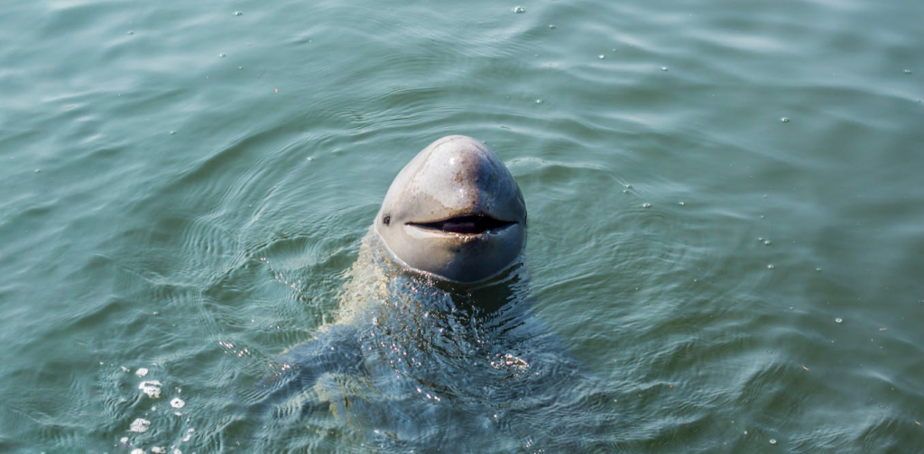 menelusuri-jejak-pesut,-mamalia-air-penjaga-wilayah-pesisir-riau