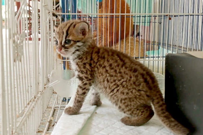 harus-berpisah,-dua-anakan-kucing-kuwuk-korban-perdagangan-ilegal-di-sumatera-selatan