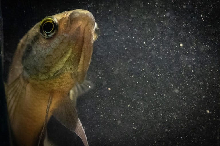 ikan-endemik:-krisis-habitat-di-perairan-nusantara