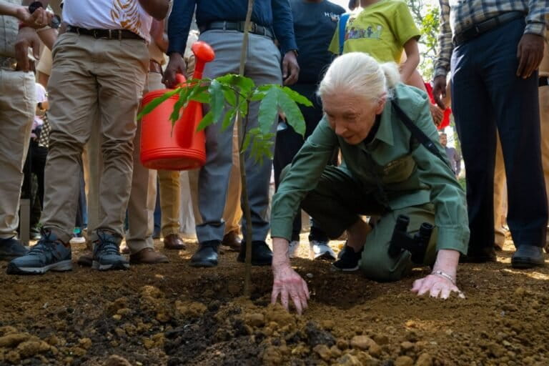 hari-ini-adalah-hari-jane-goodall.-gerakannya-terus-berlanjut