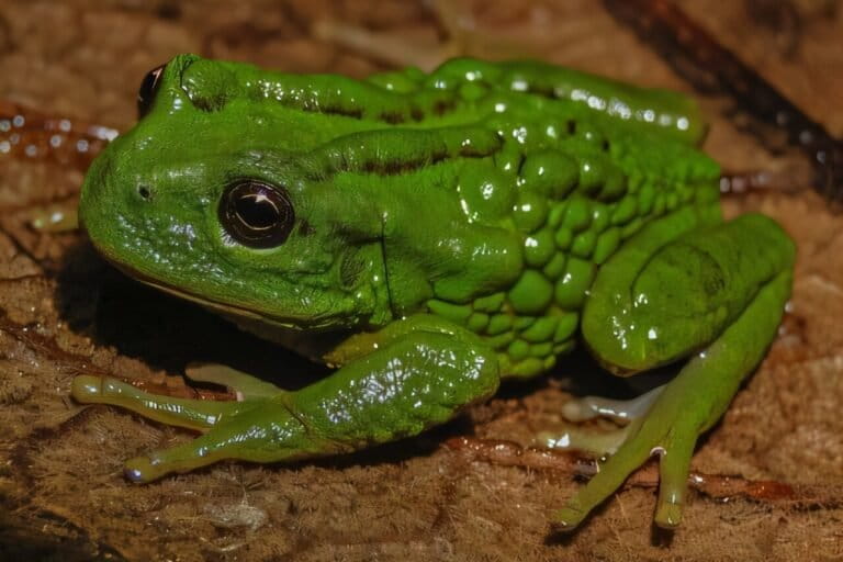 temuan-langka,-ilmuwan-ungkap-spesies-katak-yang-menjaga-anaknya-dalam-kantong-rahasia