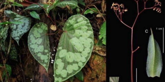spesies-baru-tanaman-begonia-ditemukan-di-betung-kerihun,-kali-ini-daunnya-‘raksasa’