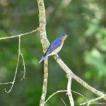 Bagaimana Anda Membuat Burung Bluebird Datang ke Halaman Anda?