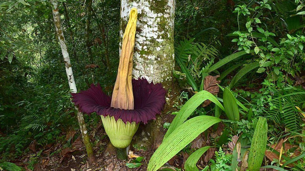 bunga-bangkai-raksasa-amorphophallus-titanum-mekar-sempurna-di-agam,-sumatra-barat