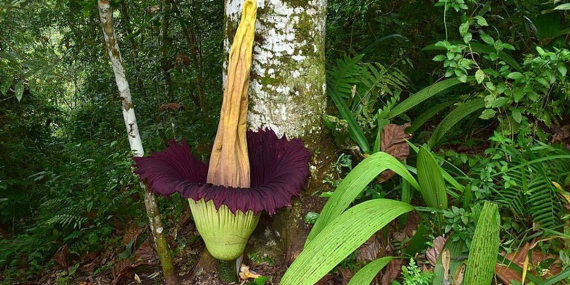 bunga-bangkai-raksasa-amorphophallus-titanum-mekar-sempurna-di-agam,-sumatra-barat
