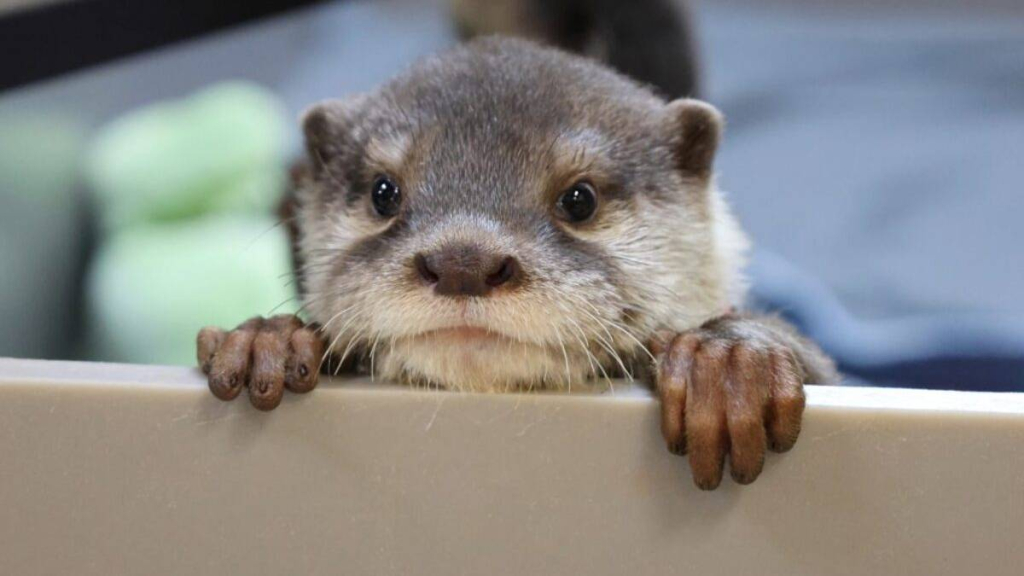 hewan-imut-berang-berang-ternyata-bisa-tangkal-perubahan-iklim,-kok-bisa?