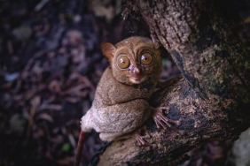 menjaga-asa-tarsius-bangka-di-gunung-menumbing