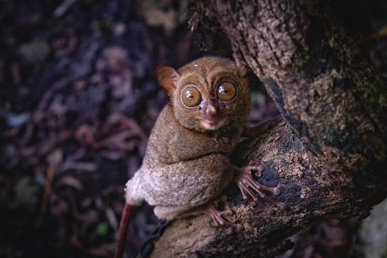 menjaga-asa-tarsius-bangka-di-gunung-menumbing
