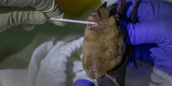 Penyakit Zoonosis dan Bagaimana Cara Mencegahnya